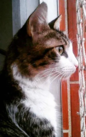 Gato raça SRD idade 1 ano nome Amélie