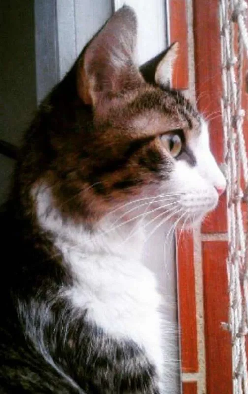 Gato ra a SRD idade 1 ano nome Amélie