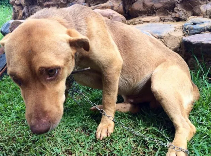 Cachorro ra a Vira lata idade 1 ano nome Getúlio