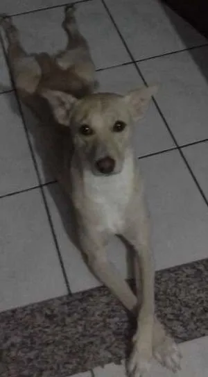 Cachorro raça não tem  raça  idade 3 anos nome waith
