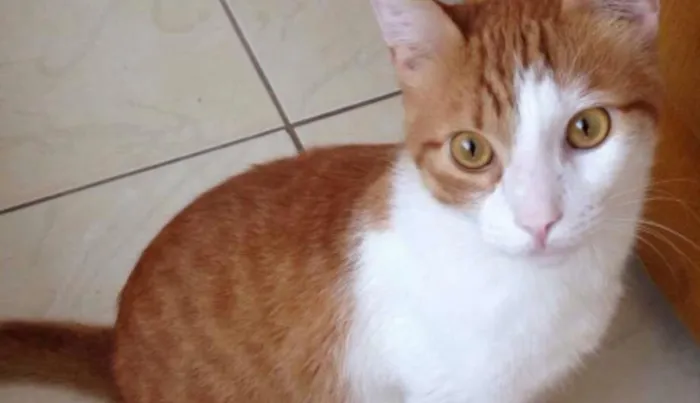 Gato ra a SRD idade 1 ano nome Fred