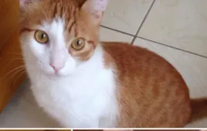 Gato raça SRD idade 1 ano nome Fred