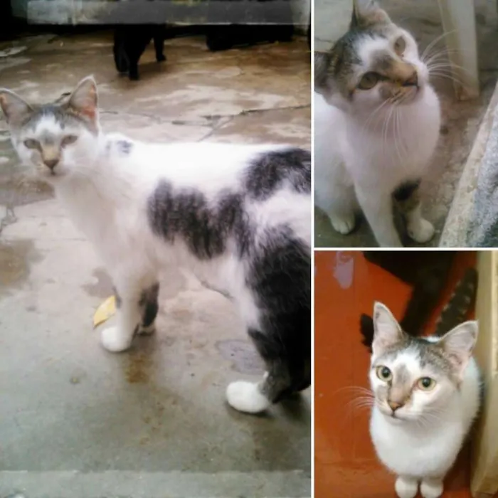 Gato ra a SRD idade 7 a 11 meses nome Tatá