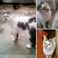 Tatá
