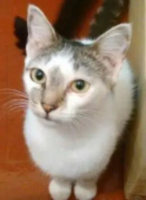 Gato raça SRD idade 7 a 11 meses nome Tatá