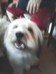 Boomer