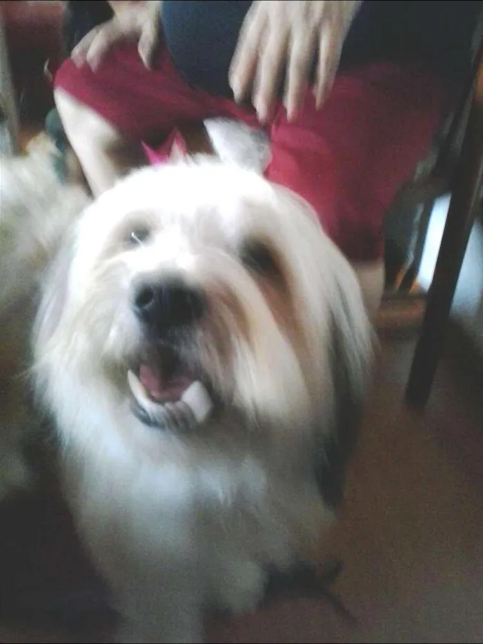 Cachorro ra a Sheepdog idade 3 anos nome Boomer