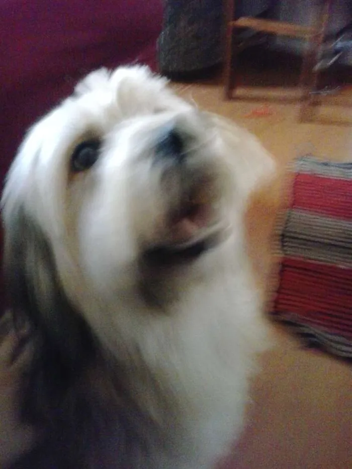 Cachorro ra a Sheepdog idade 3 anos nome Boomer