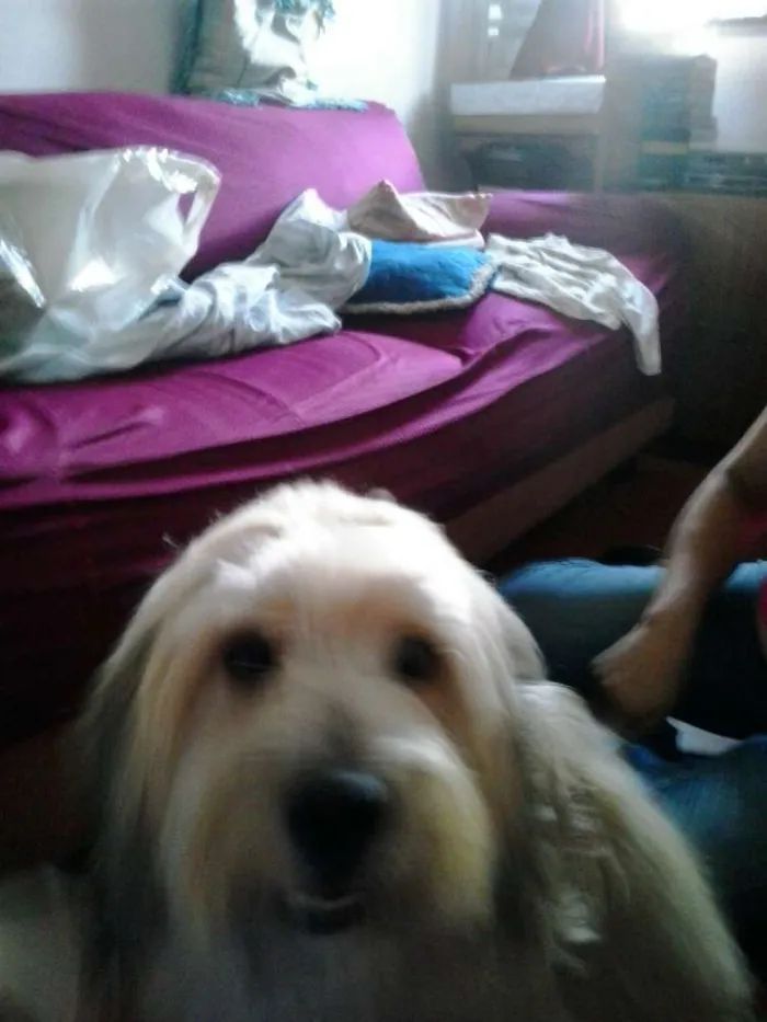 Cachorro ra a Sheepdog idade 3 anos nome Boomer