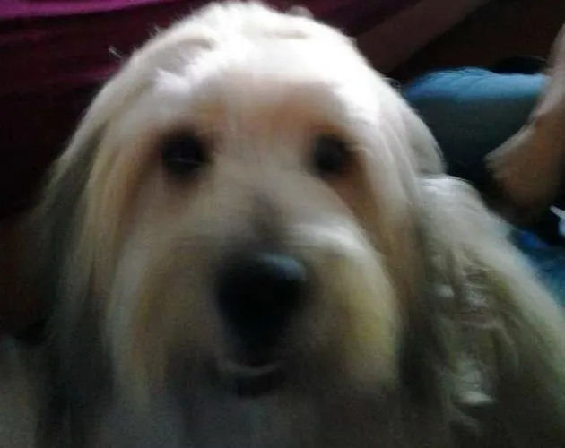 Cachorro ra a Sheepdog idade 3 anos nome Boomer