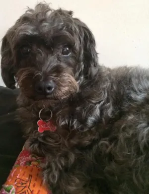 Cachorro raça Poodle idade 4 anos nome Nero