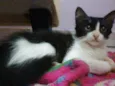 Mimi