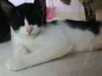 Tiquinha
