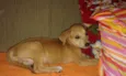 chica