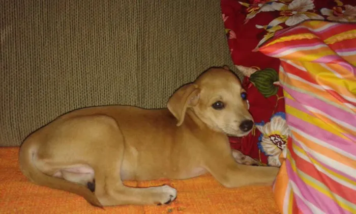Cachorro ra a SRD idade 2 a 6 meses nome chica