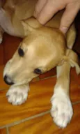 chica