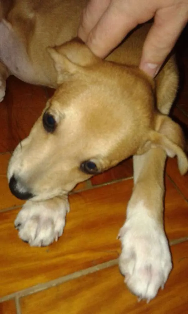 Cachorro ra a SRD idade 2 a 6 meses nome chica