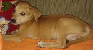 Cachorro raça SRD idade 2 a 6 meses nome chica