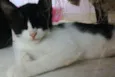 Tiquinha