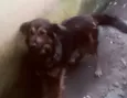 Bolinha 