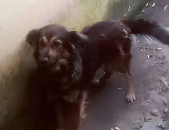 Cachorro ra a Vira lata idade 7 a 11 meses nome Bolinha 