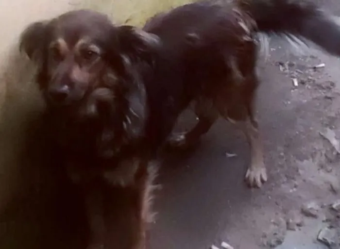 Cachorro ra a Vira lata idade 7 a 11 meses nome Bolinha 