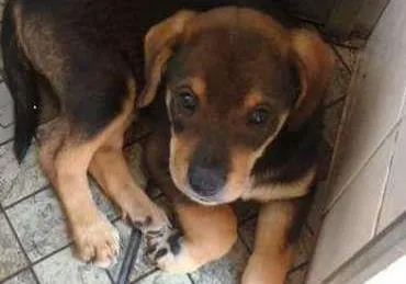 Cachorro ra a srd idade  nome Filhotinha