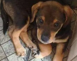 Cachorro ra a srd idade  nome Filhotinha