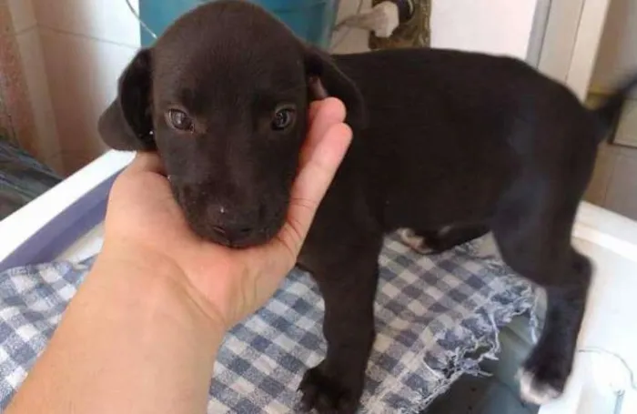 Cachorro ra a SRD idade 2 a 6 meses nome Filhotinho