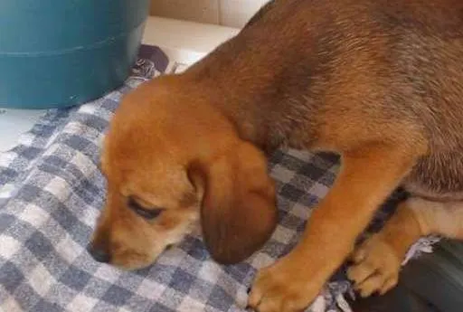 Cachorro ra a SRD idade 2 a 6 meses nome Filhote