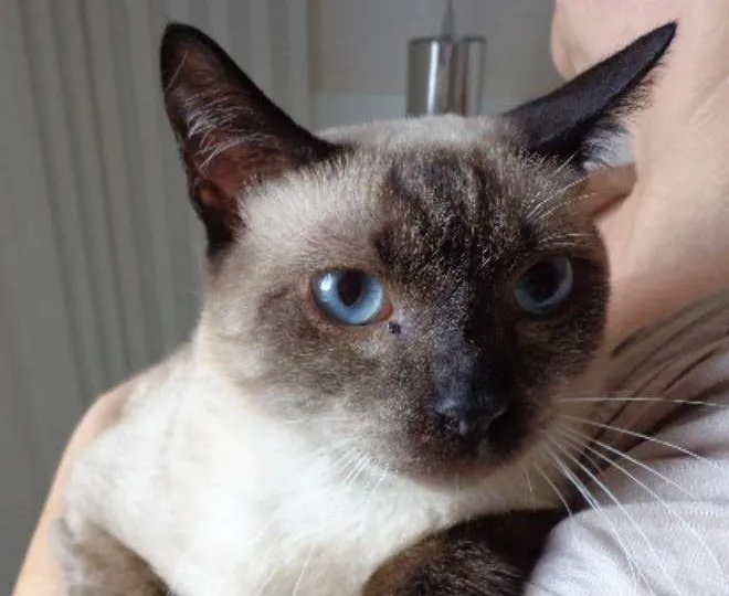 Gato ra a  idade 2 a 6 meses nome dengoso
