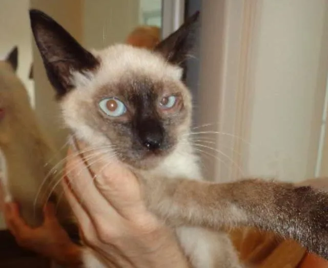 Gato ra a  idade 7 a 11 meses nome Gatinhos 