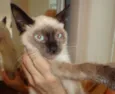 Gatinhos