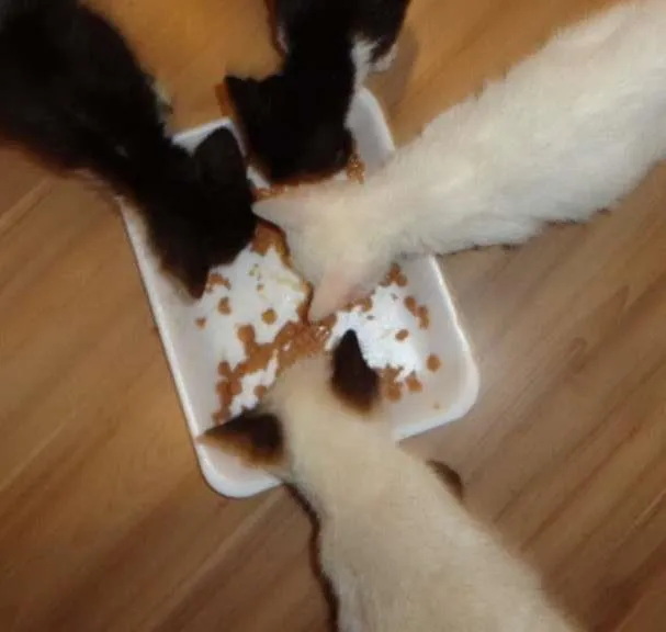 Cachorro ra a  idade 2 a 6 meses nome Gatinhos