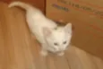gatinho