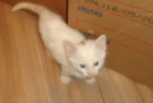 Gato ra a  idade 2 a 6 meses nome gatinho