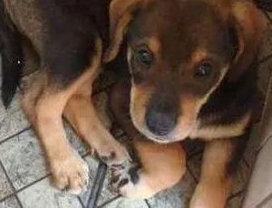 Cachorro ra a srd idade  nome Filhotinha