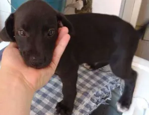 Cachorro raça SRD idade 2 a 6 meses nome Filhotinho