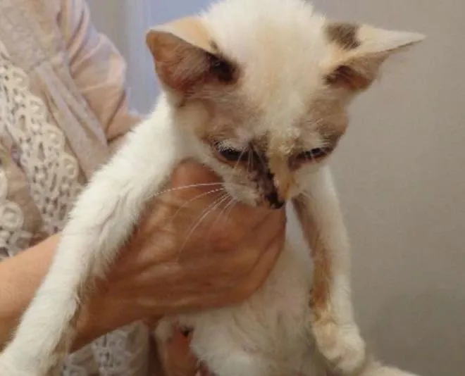 Gato ra a  idade 2 a 6 meses nome gatinho