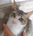 gatinho