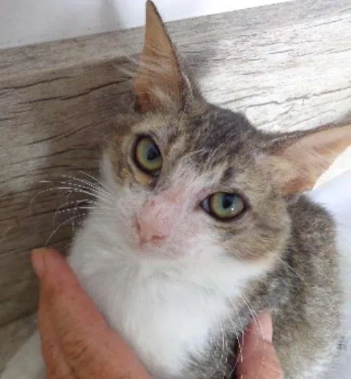 Gato raça  idade  nome gatinho