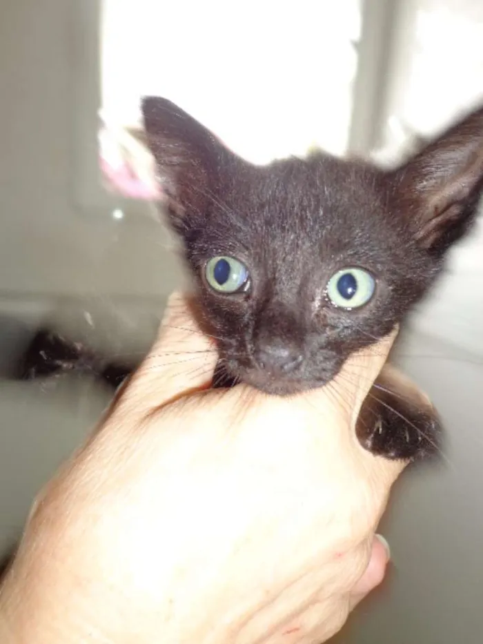 Gato ra a  idade 2 a 6 meses nome tiko