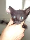 tiko
