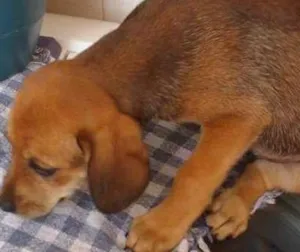 Cachorro raça SRD idade 2 a 6 meses nome Filhote