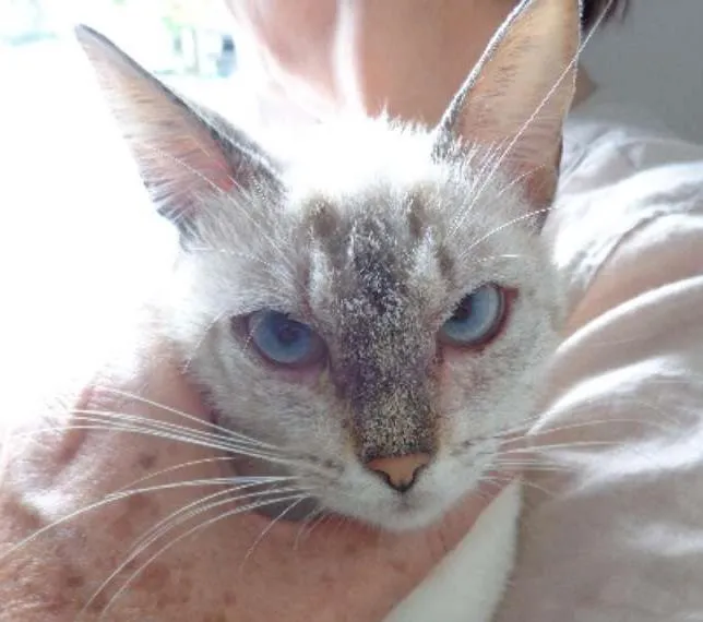 Gato ra a  idade 2 a 6 meses nome yorg