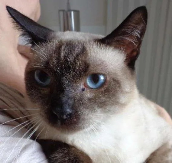 Gato ra a  idade 2 a 6 meses nome dengoso