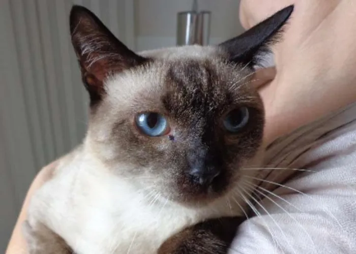 Gato raça  idade 7 a 11 meses nome duda