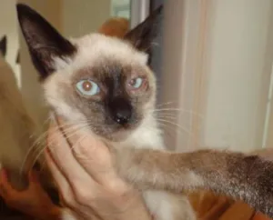Gato raça  idade 7 a 11 meses nome Gatinhos 
