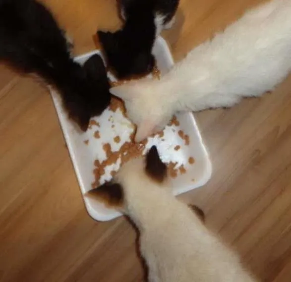 Cachorro ra a  idade 2 a 6 meses nome Gatinhos