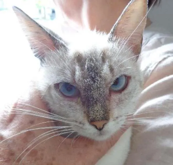Gato ra a  idade 2 a 6 meses nome yorg